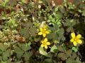 Oxalis corniculata